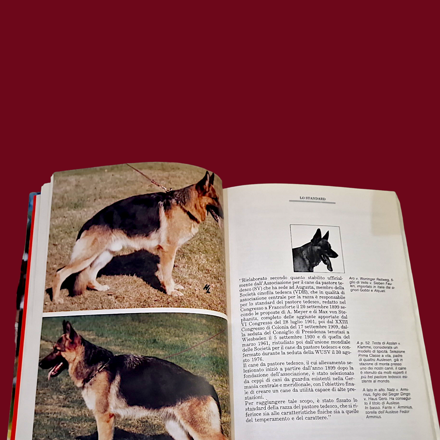 Pastore Tedesco - Libro