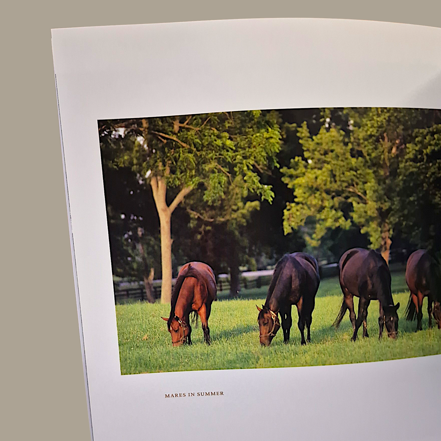 Kentucky Horse Country
