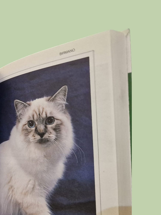 Il Mio Gatto