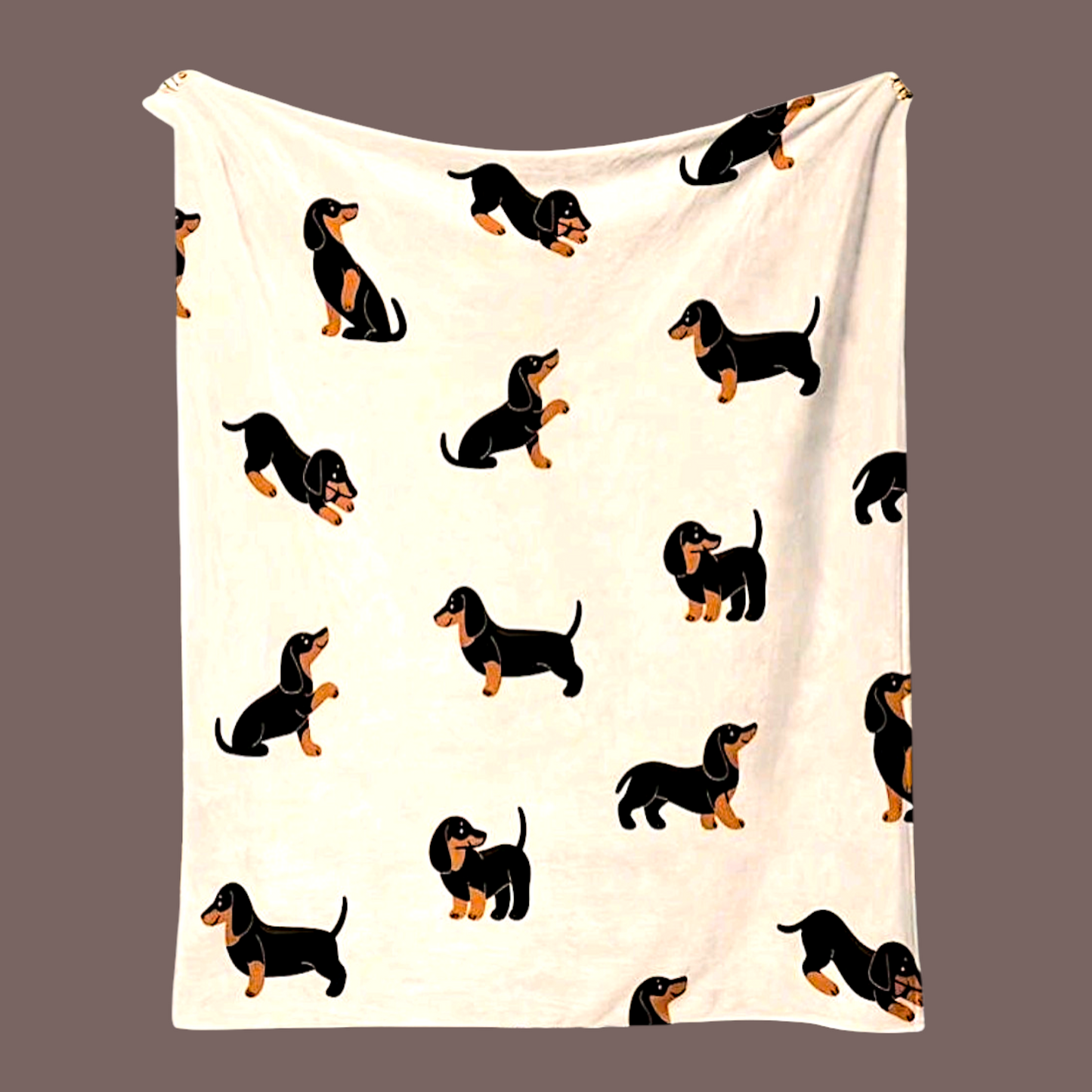 Plaid Bassotto Sfondo Bianco