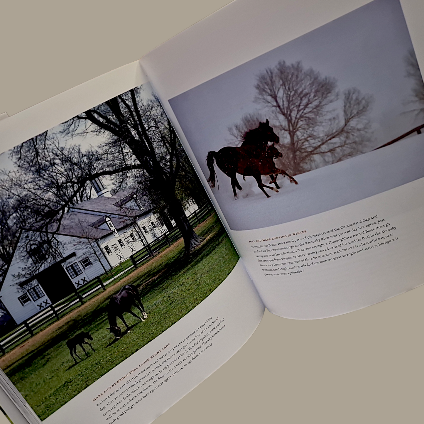 Kentucky Horse Country