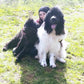 Dog Sitting Casalingo - Francesca Nicolaci