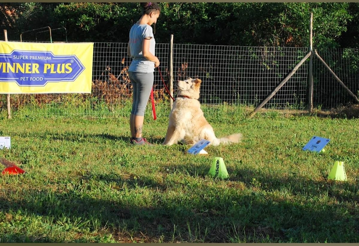 Dog Sitting Casalingo - Francesca Nicolaci